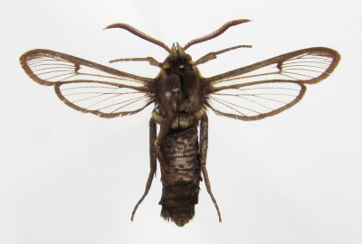 Sesia apiformis ab. tenebrioniformis - samiec, spód