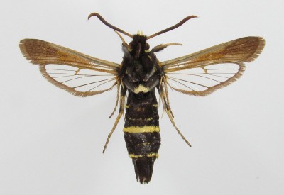 Paranthrene tabaniformis - samica, spód