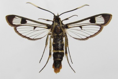 Synanthedon scoliaeformis - samica, wierzch