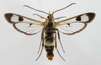 Synanthedon scoliaeformis - samica, spód