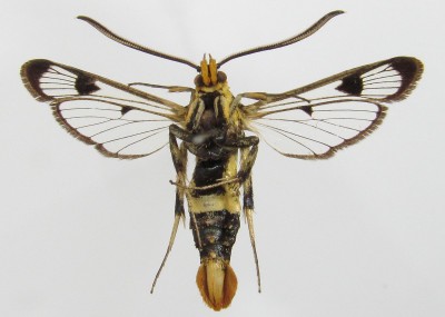 Synanthedon scoliaeformis - samiec, spód