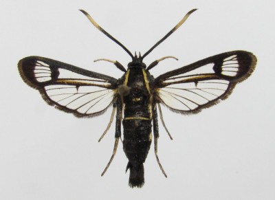 Synanthedon spheciformis - samica, wierzch