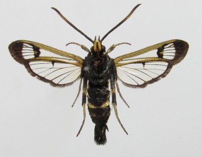 Synanthedon spheciformis - samica, spód