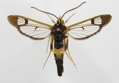 Synanthedon mesiaeformis - samica, spód