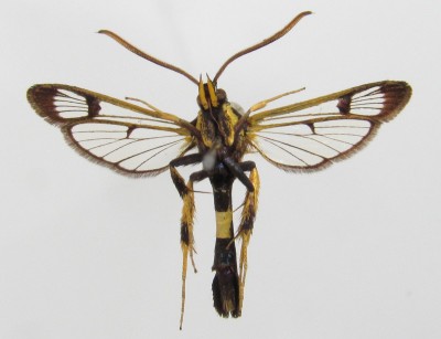 Synanthedon mesiaeformis - samiec, spód