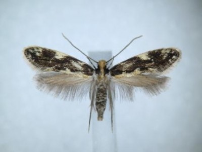 Agnathosia mendicella.jpg