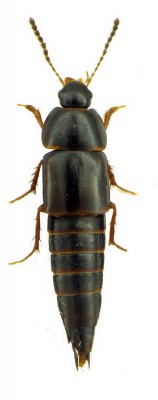 Tachinus sp..JPG