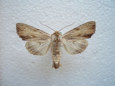 Apamea lithoxylaea, na przednich skrzydłach pod plamkami widoczna smuga od góry ciemniej obrzeżona  biegnąca od przepaski zewnętrznej