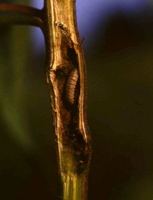 gąsienica A. microdactyla