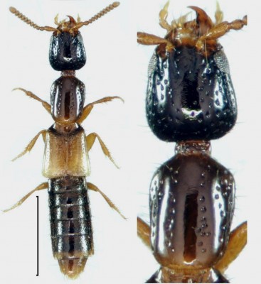 Leptacinus formicetorum Märkel, 1841