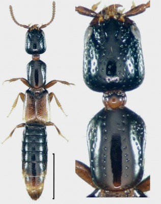 Leptacinus pusillus (Stephens, 1833)