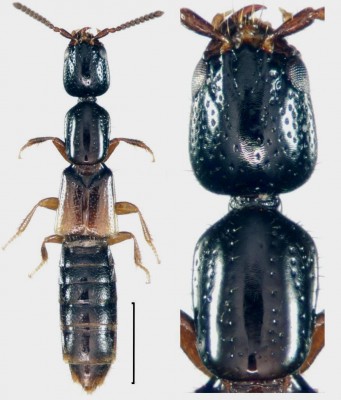 Leptacinus sulcifrons (Stephens, 1833)