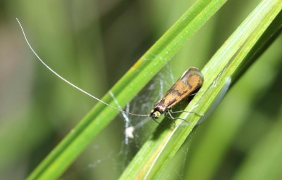 Nemophora pfeifferella 1.JPG