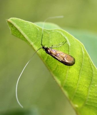 Nemophora pfeifferella 2.JPG