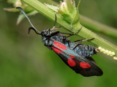 zygaena sp..jpg