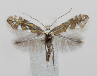 Phyllonorycter lantanella