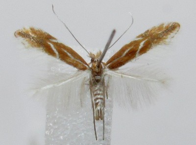 Phyllonorycter corylifoliella