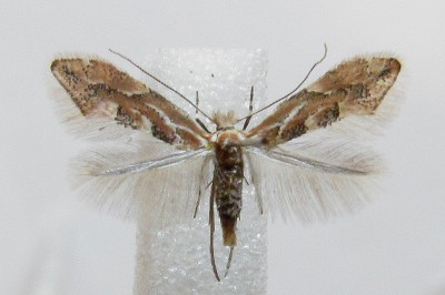 Phyllonorycter connexella