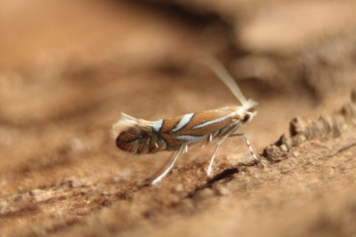 Phyllonorycter oxyacanthae.jpg