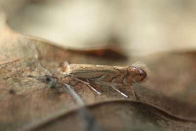 Phyllonorycter quercifoliella.jpg