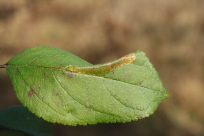 2012.10.20 jabłoń.jpg