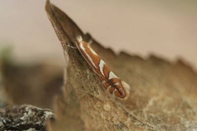 Phyllonorycter blancardella.jpg