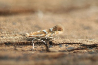 Phyllonorycter salicicolella.jpg