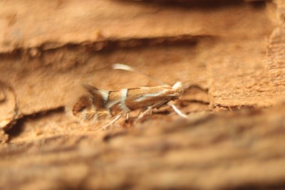 Phyllonorycter salicicolella1.jpg