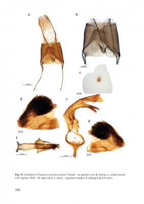 Fig-47a.jpg