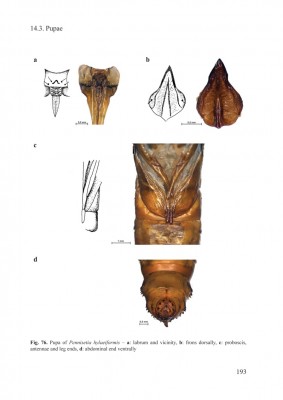 Fig-76a.jpg