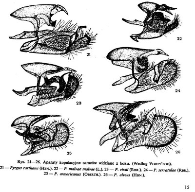 Pyrgus - kopulatory 1.jpg