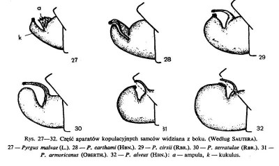 Pyrgus - szkic kopul 1.jpg