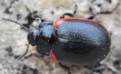 Chrysomelidae_Chrysolina_sanguinolenta_8065a.jpg