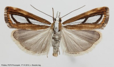 116. Catoptria permutatellus samica.jpg