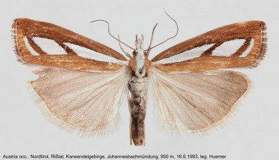 117. Catoptria myella samica.jpg