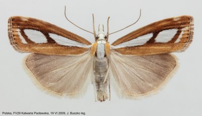 118. Catoptria osthelderi samica.jpg