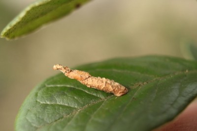 Coleophora vacciniella.jpg