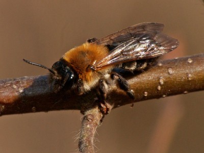 Andrena.jpg