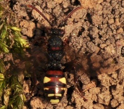 Nomada_8371.jpg