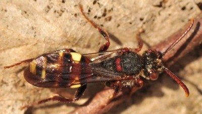 Nomada_8386.jpg