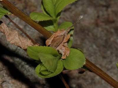 Podkarpacie - N. rivularis w hibernarium - 07.04.2008 roku.