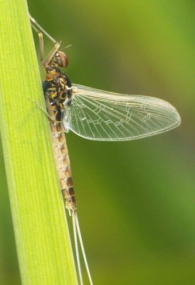 Baetis nexus imago male