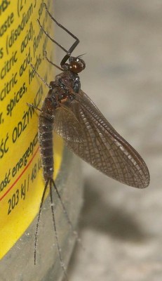 Leptophlebia marginata subimago male