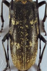 Monochamus Białowieża comp.jpg