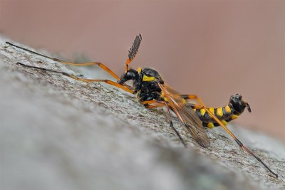 Ctenophora ornata.jpg