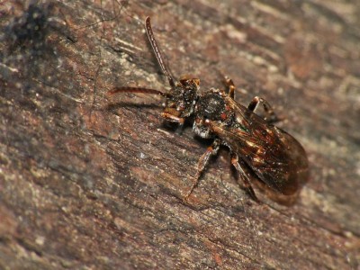 N. flavoguttata.jpg