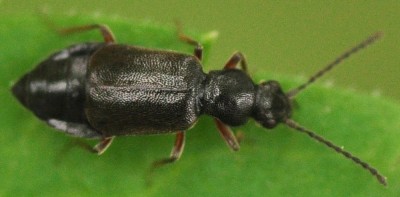 Malachiidae_0475.jpg