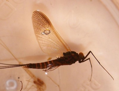 Leptophlebia marginata imago male