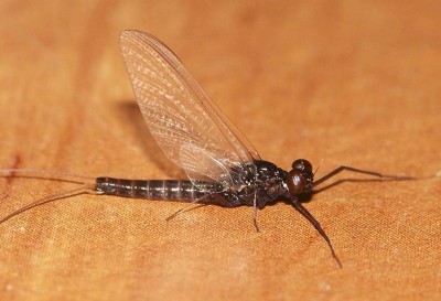 Leptophlebia vespertina imago male