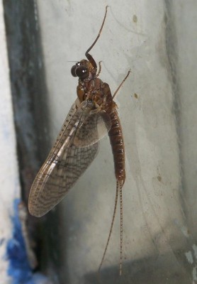 Kageronia fuscogrisea subimago male